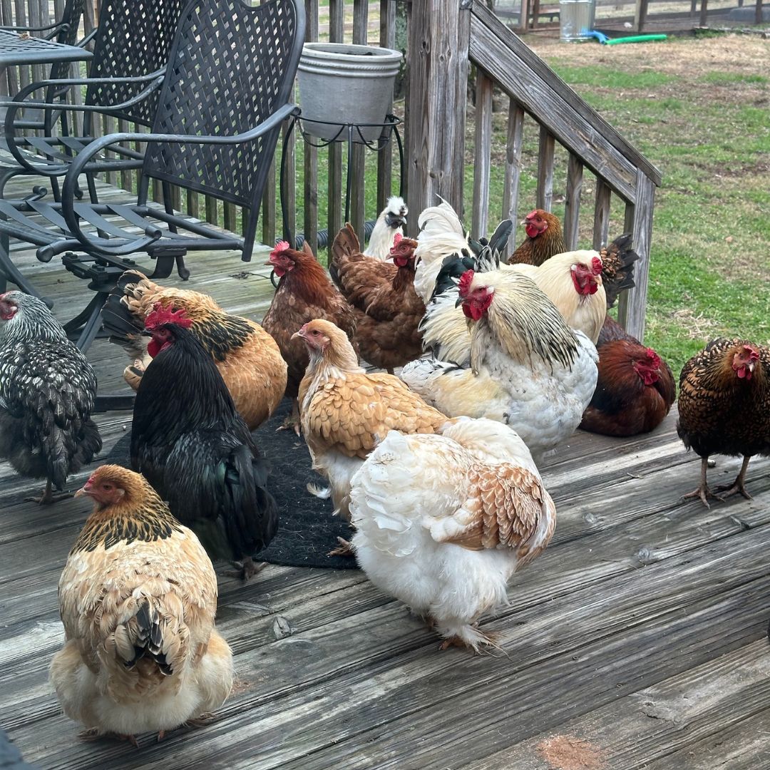 Earnestly Eggs
