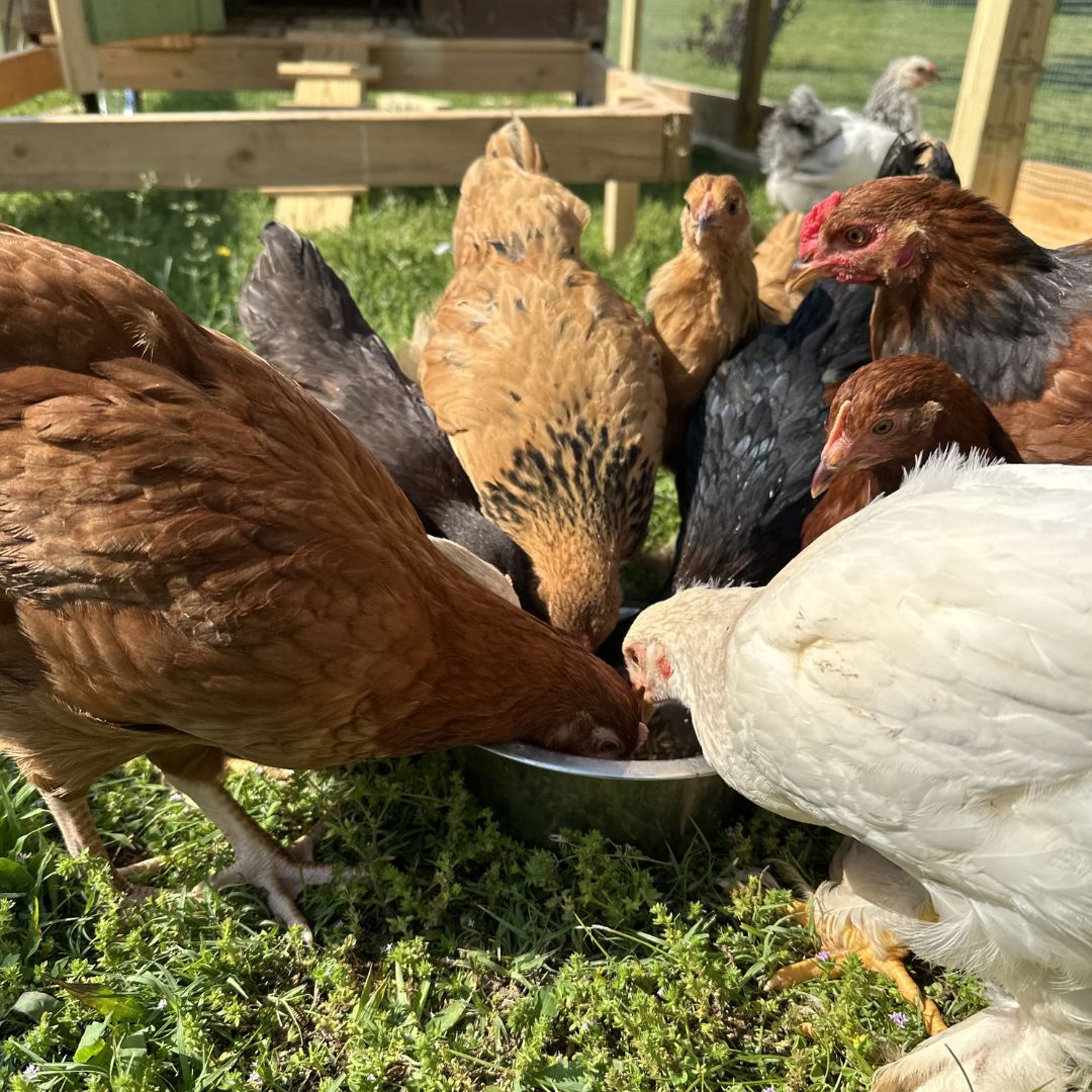 Earnestly Eggs